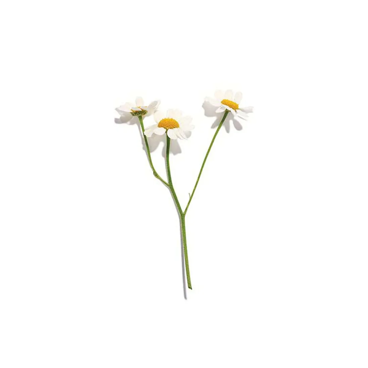 Chamomile Tea