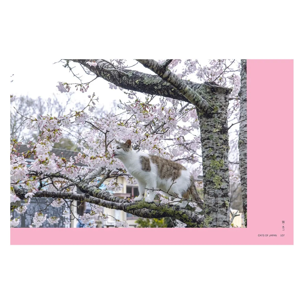 Neko: Cats of Japan