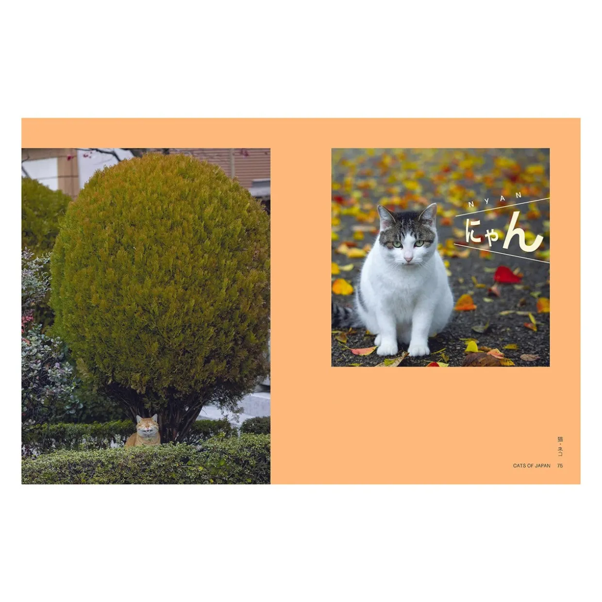 Neko: Cats of Japan