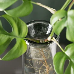 Propagation Vase