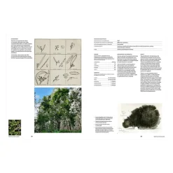 Psychoactive Plants and Fungi