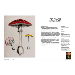 Psychoactive Plants and Fungi