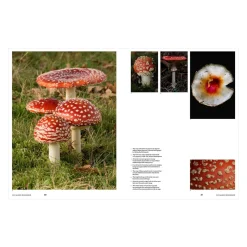 Psychoactive Plants and Fungi