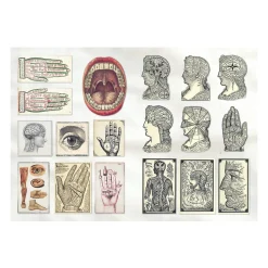 The Curious Collections Sticker Book