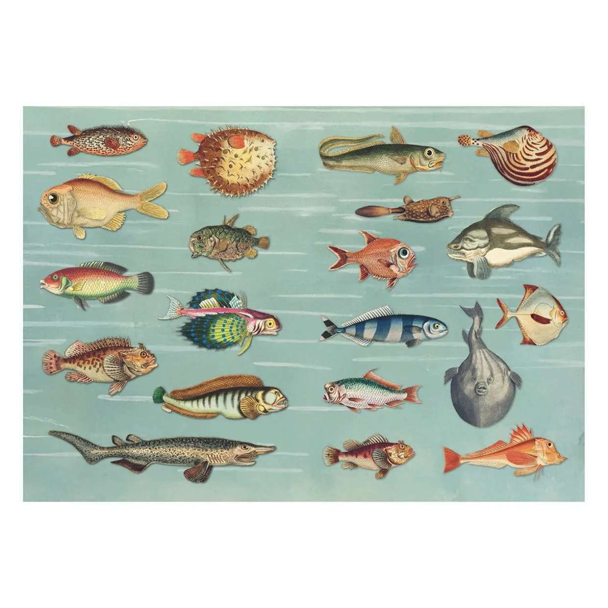 The Curious Collections Sticker Book